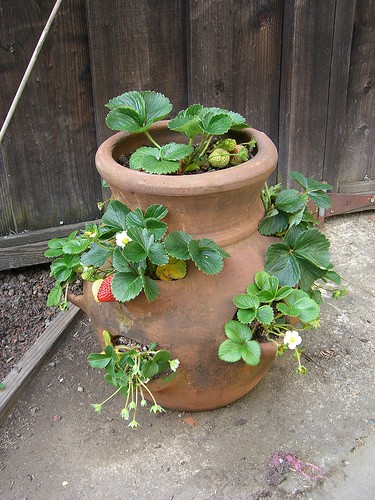 Winterizing Potted Strawberry Plants - Gardening Channel