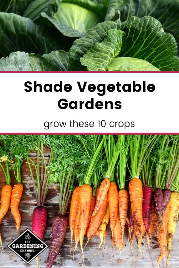 Shade Vegetables: Try These 10 Options!