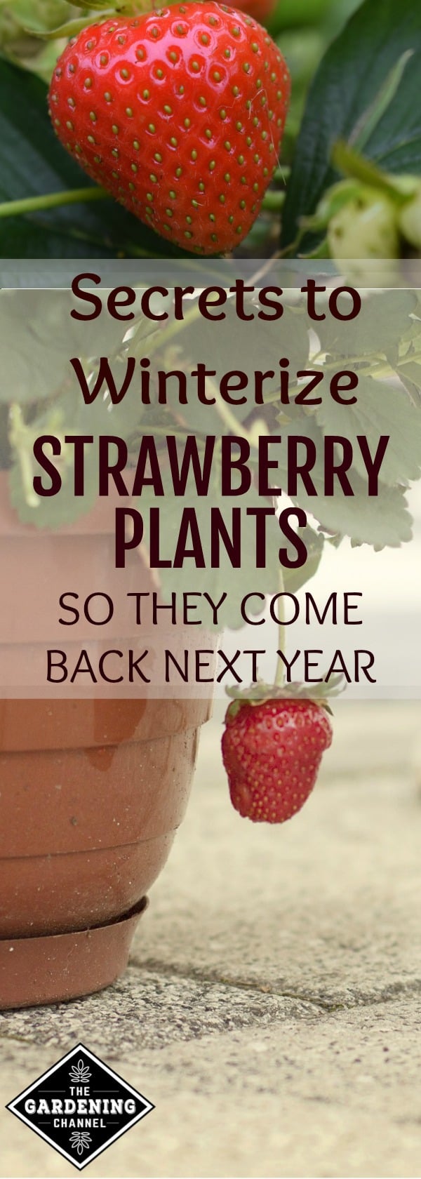 Winterizing Potted Strawberry Plants - Gardening Channel