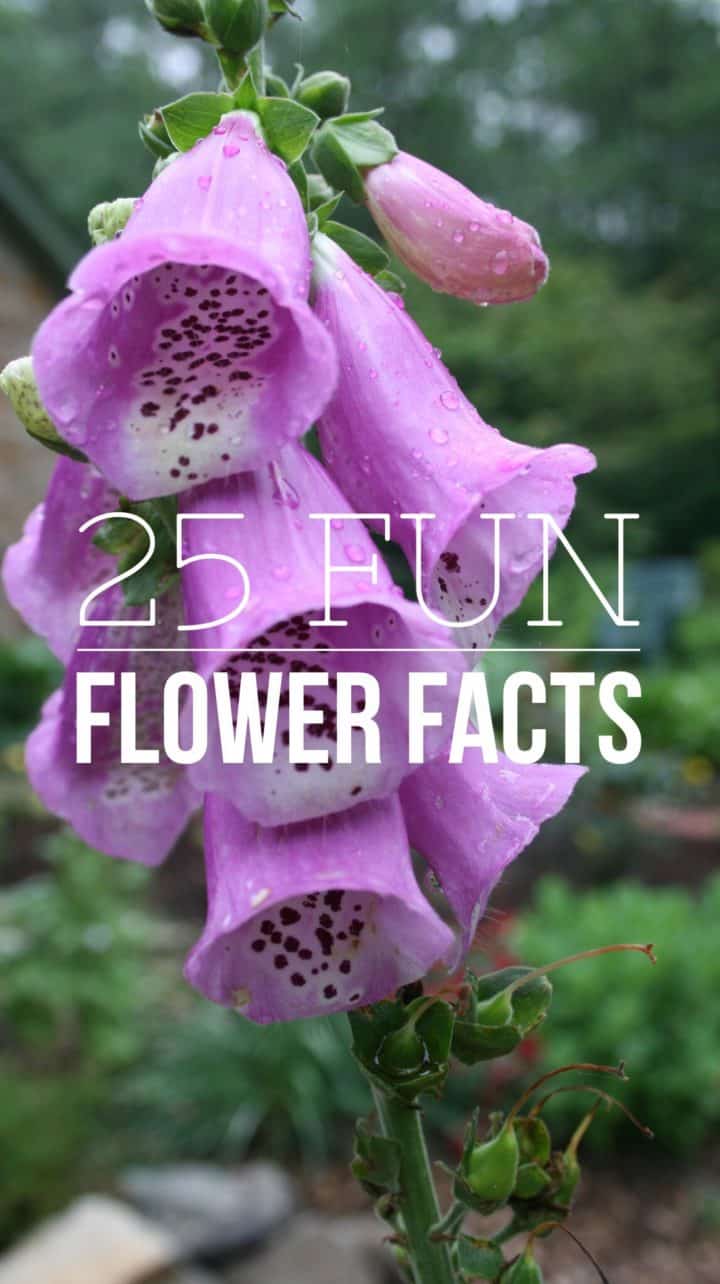 25 Fun Facts About Flowers Gardening Channel