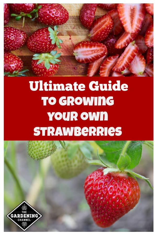 Growing Strawberries: The Ultimate Guide - Gardening Channel