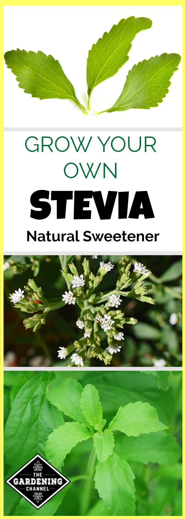 Growing Stevia Natural Sweetener - Gardening Channel