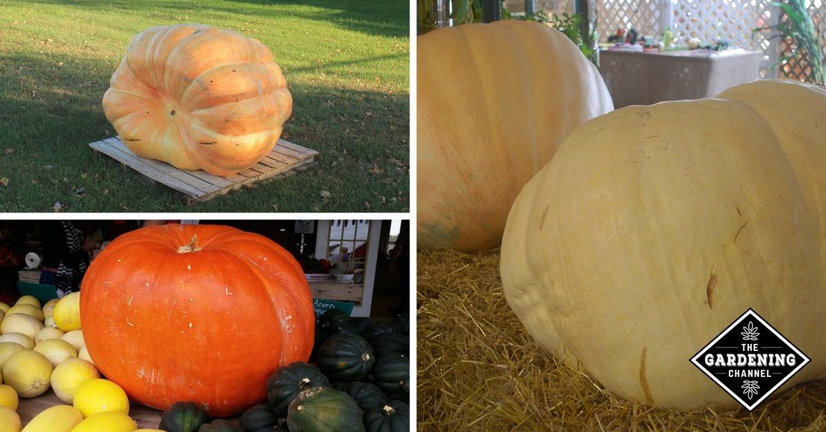 How to Grow Giant Pumpkins The Ultimate Guide Gardening