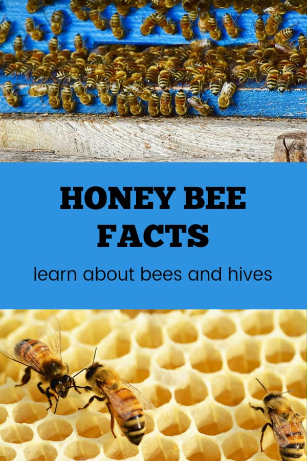 Honey Bee Facts - Gardening Channel