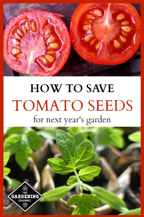 How To Save Tomato Seeds - Gardening Channel