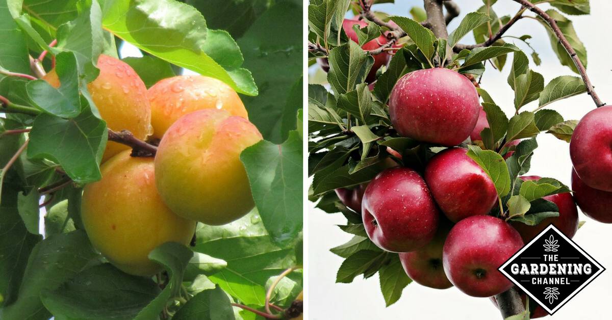 Small Acre Backyard Orchards - Gardening Channel