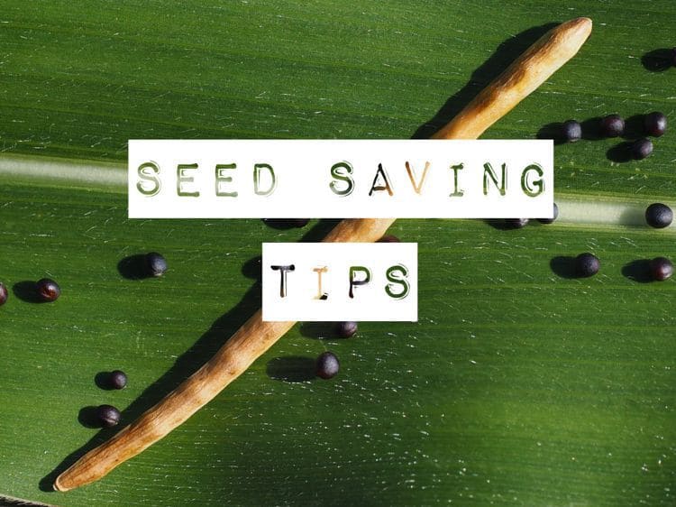 how-to-save-seeds-from-vegetables-storables