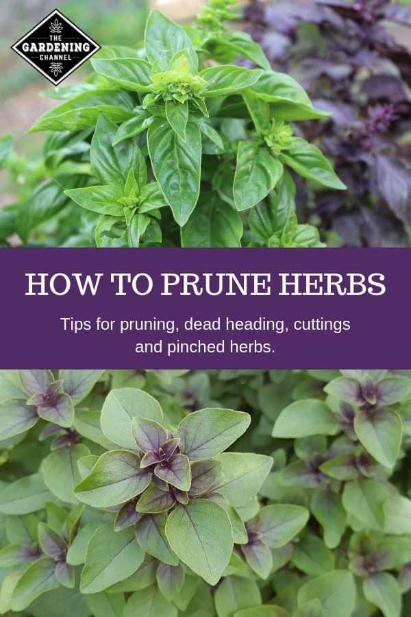 How To Prune Herbs - Gardening Channel