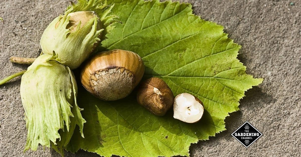 Growing Hazelnuts - Gardening Channel