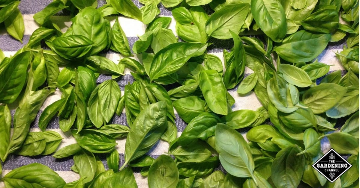 How to Dry Basil Gardening Channel