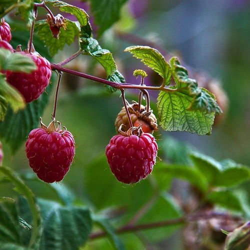 Raspberries Archives - Gardening Channel