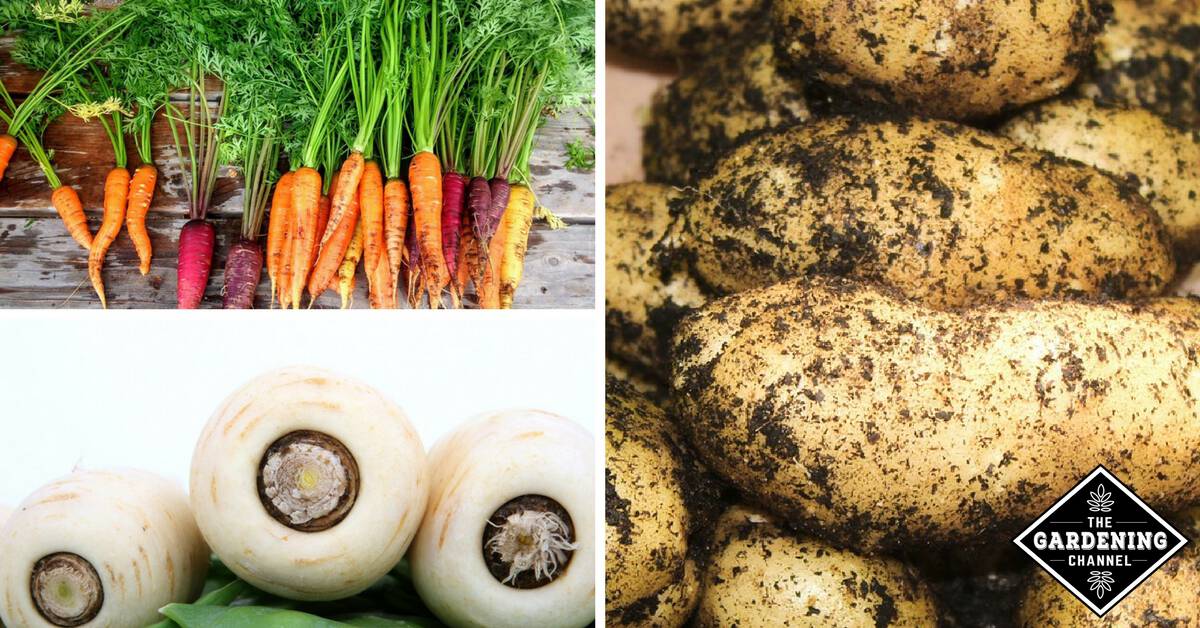 list-of-starchy-vegetables-gardening-channel