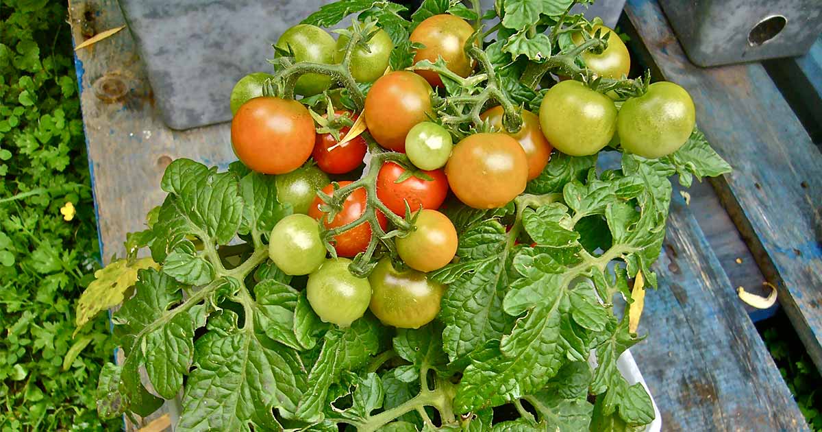 Growing Tomatoes in Pots: Best Varieties - Gardening Channel