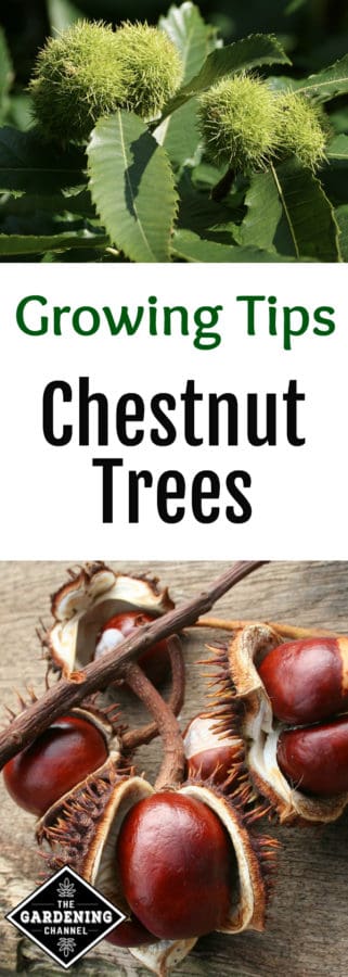 Growing Chestnuts - Gardening Channel