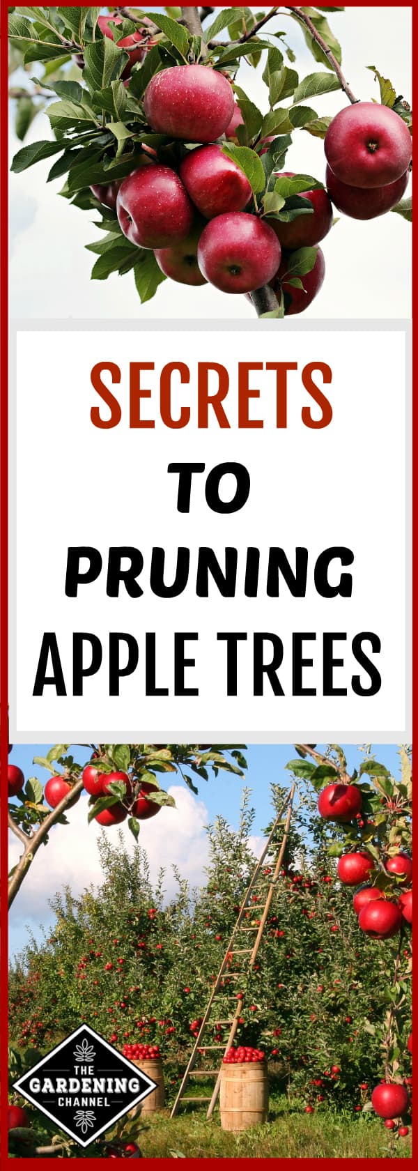 When And How To Prune An Apple Tree - Gardening Channel