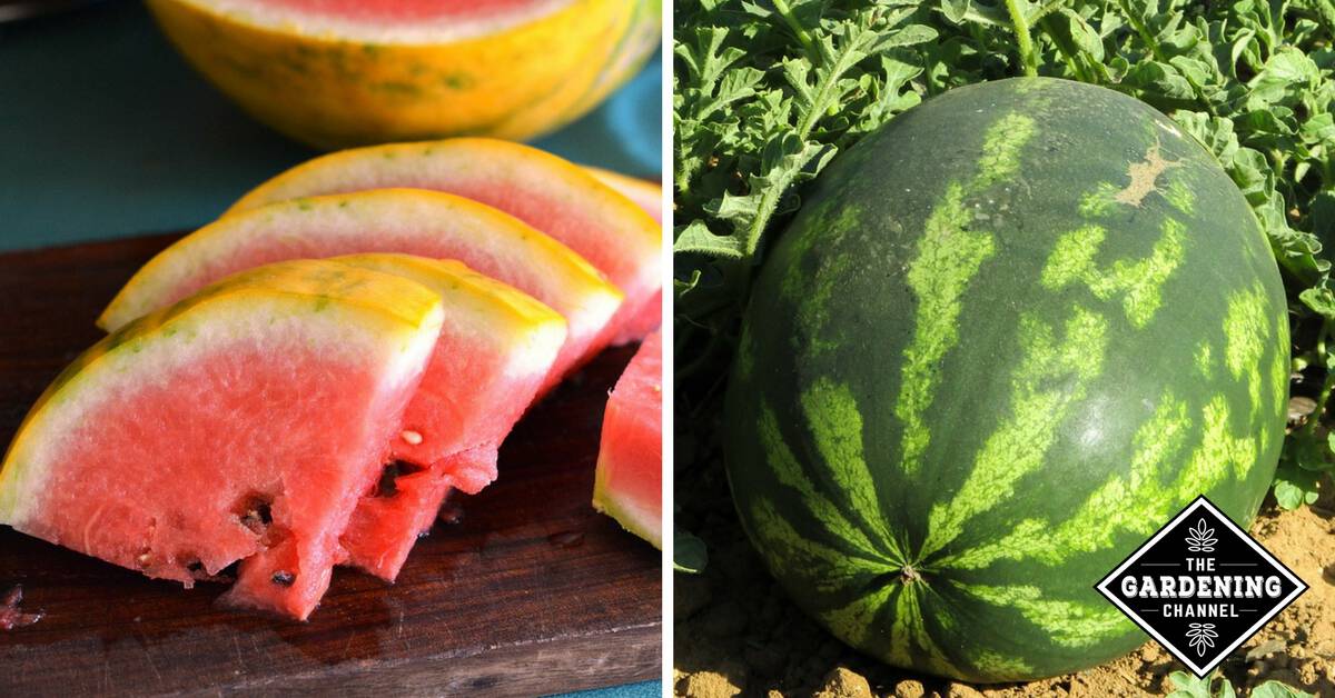 Best Watermelon Varieties To Plant Gardening Channel   Untitled Design 158 