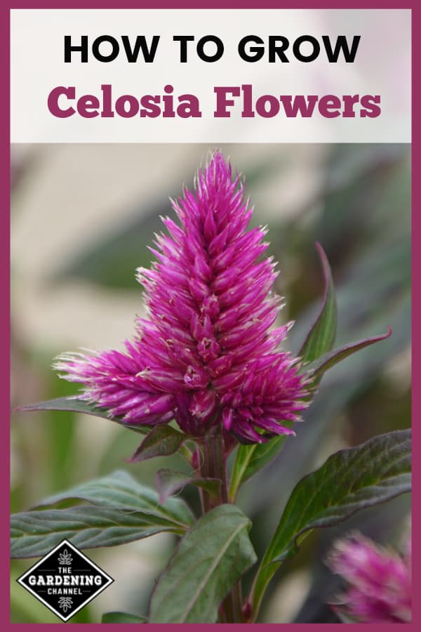 ‌Celosia‌ ‌(Cockscomb)‌ ‌Flowers‌ ‌Growing‌ ‌Guide