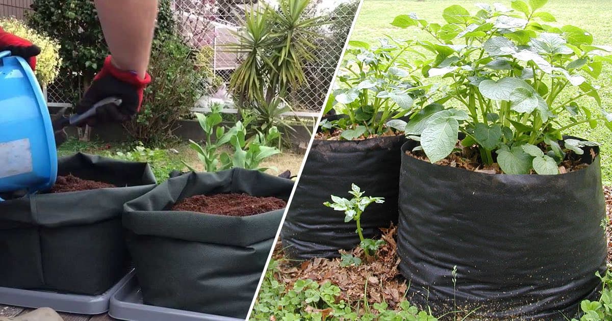 How to Grow Potatoes in Grow Bags, Pots, & Containers (The OYR Way) 