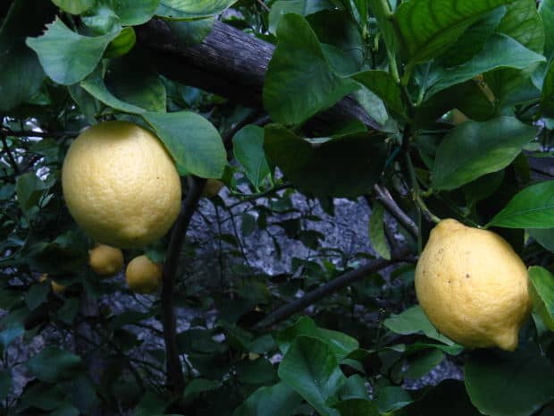 Common Diseases of Lemon Trees