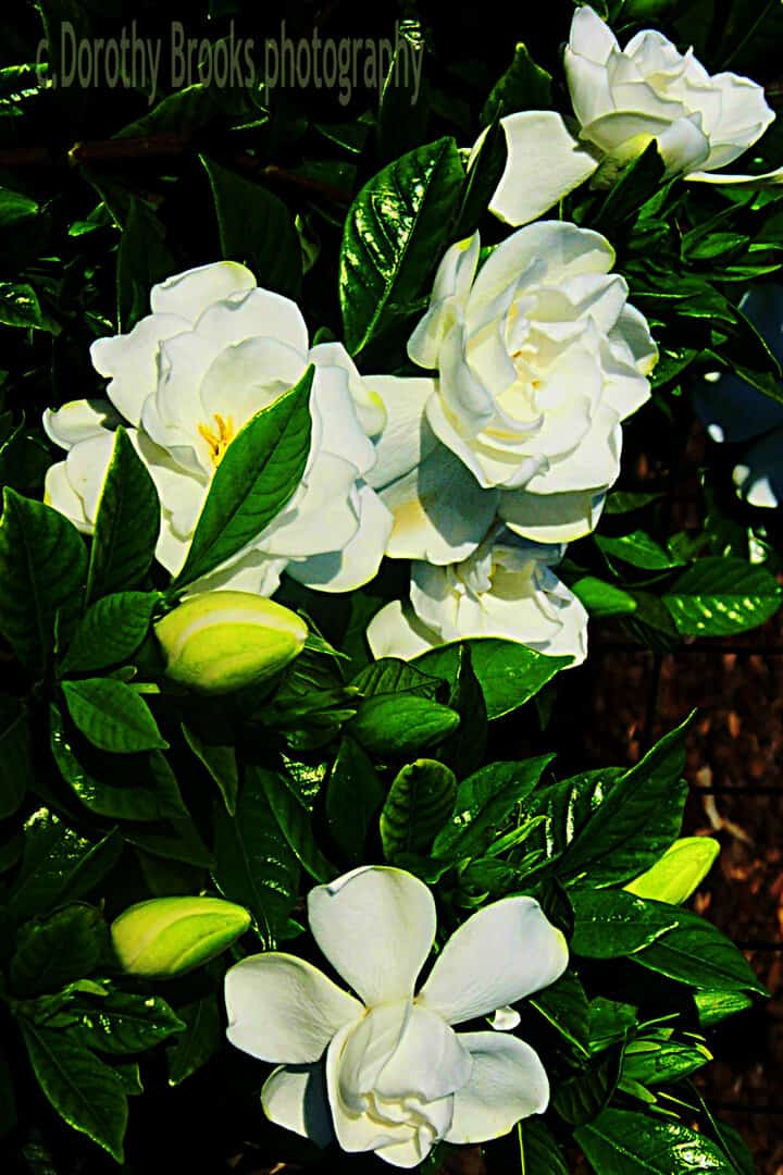 Gardenia how to grow