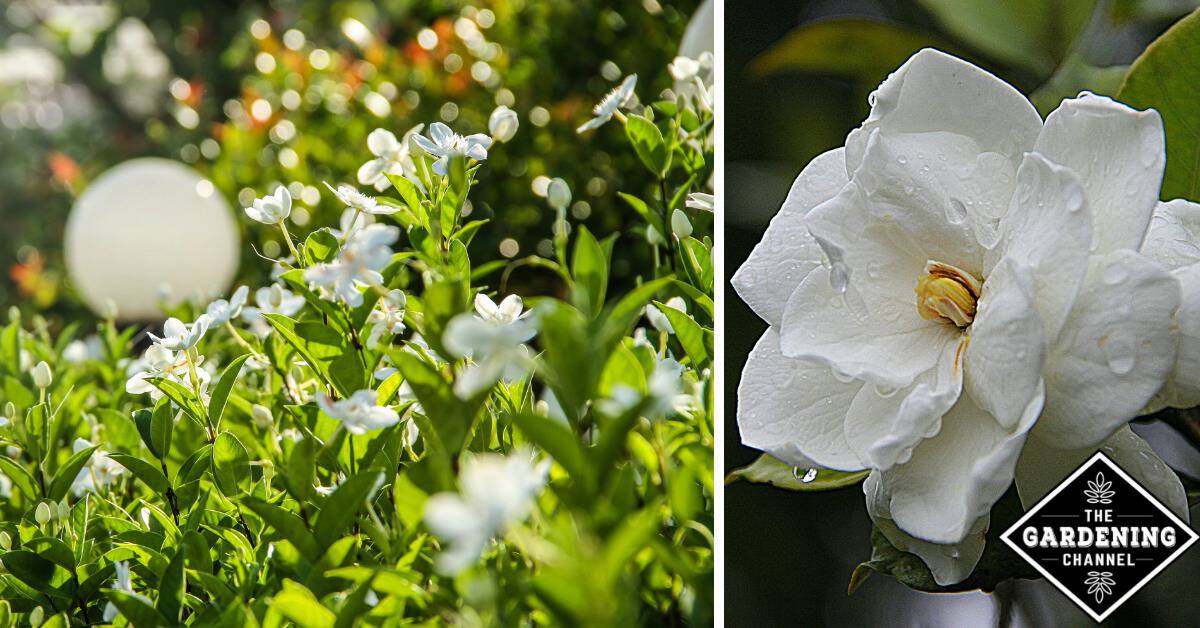 How to Grow Gardenia Flowers - Gardening Channel