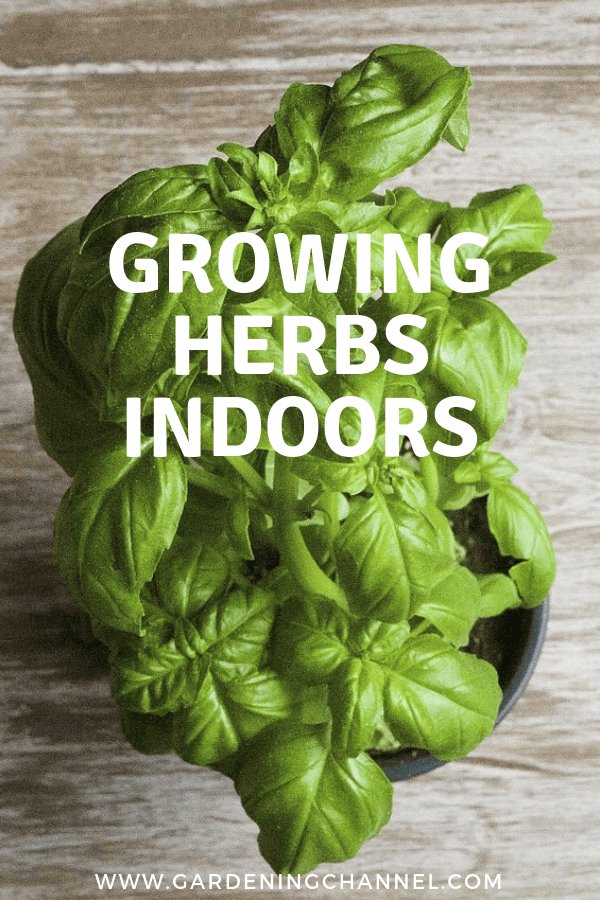 Growing Indoor Herbs - Gardening Channel