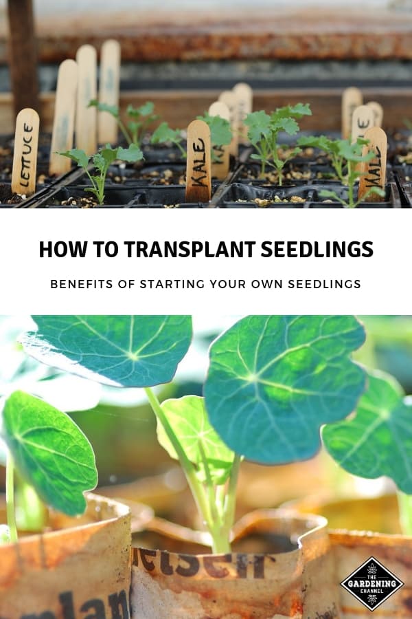 How To Transplant Seedlings - Gardening Channel