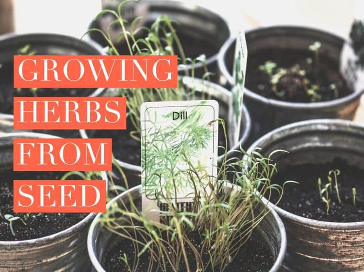 Planting or Growing Herbs From Seeds - Gardening Channel