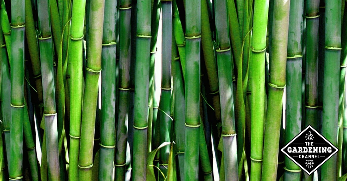 How To Grow Bamboo - Gardening Channel