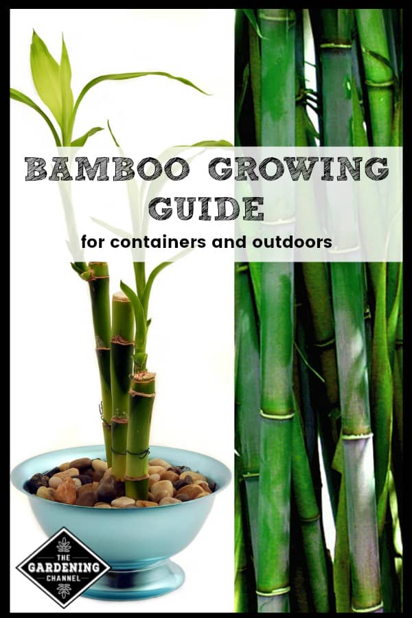 How To Grow Bamboo - Gardening Channel