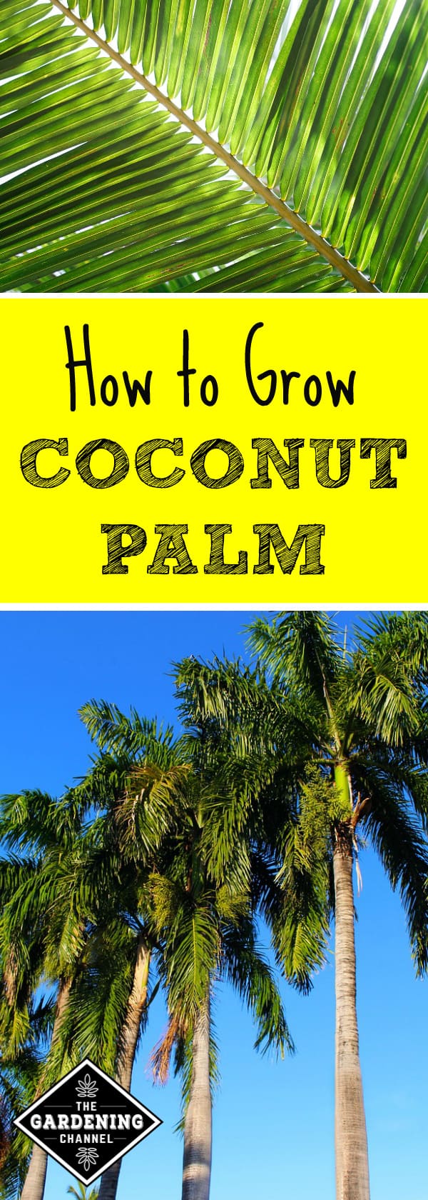 How To Grow Coconut Palm - Gardening Channel