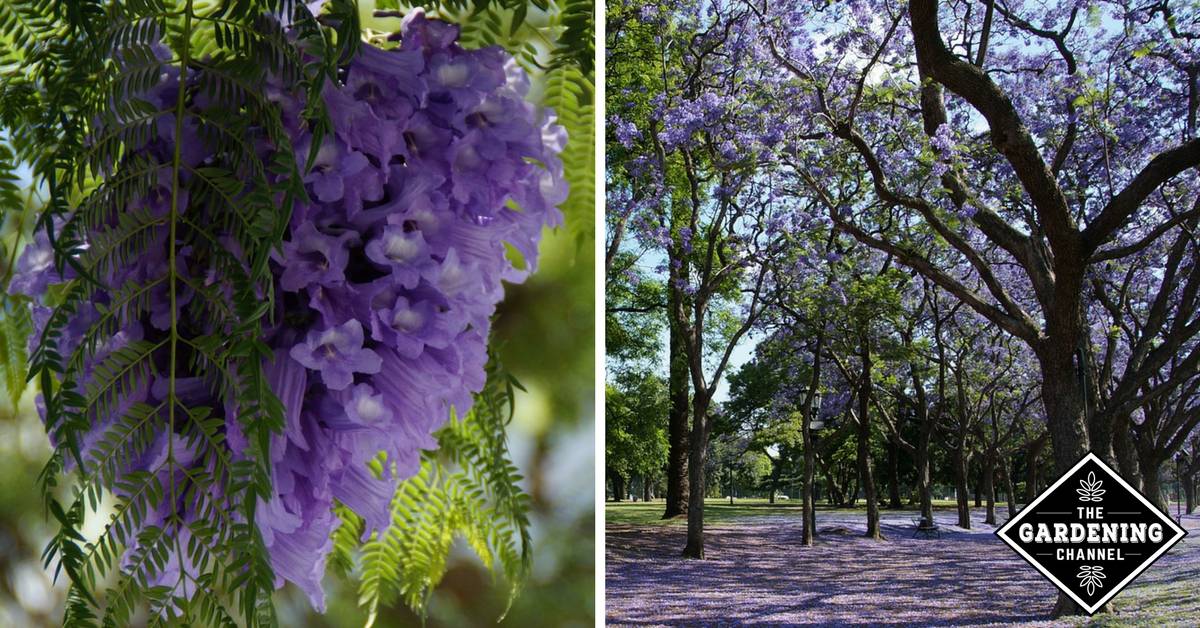 How to Grow the Jacaranda Tree Gardening Channel