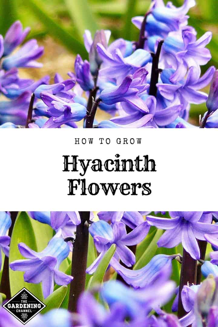 How To Grow Hyacinth Flowers - Gardening Channel