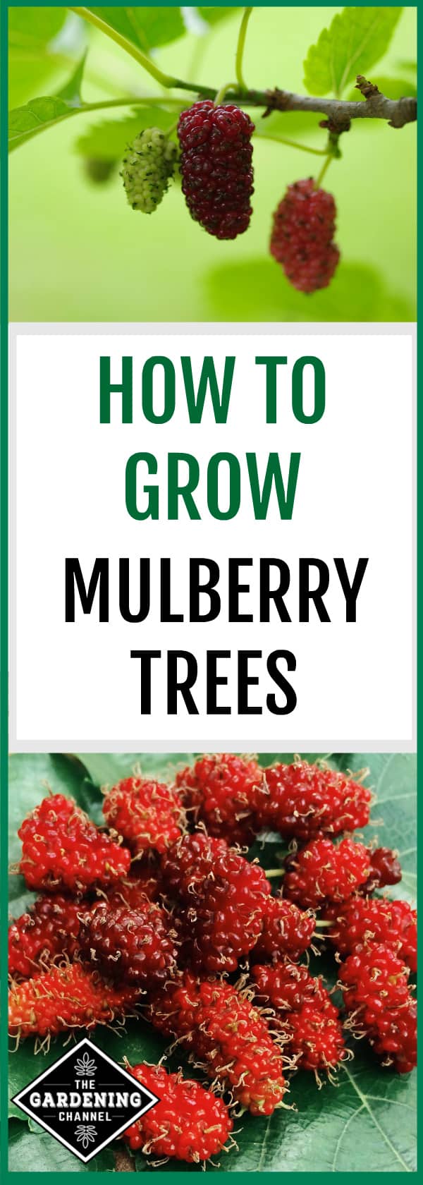 How to Grow Mulberry Trees