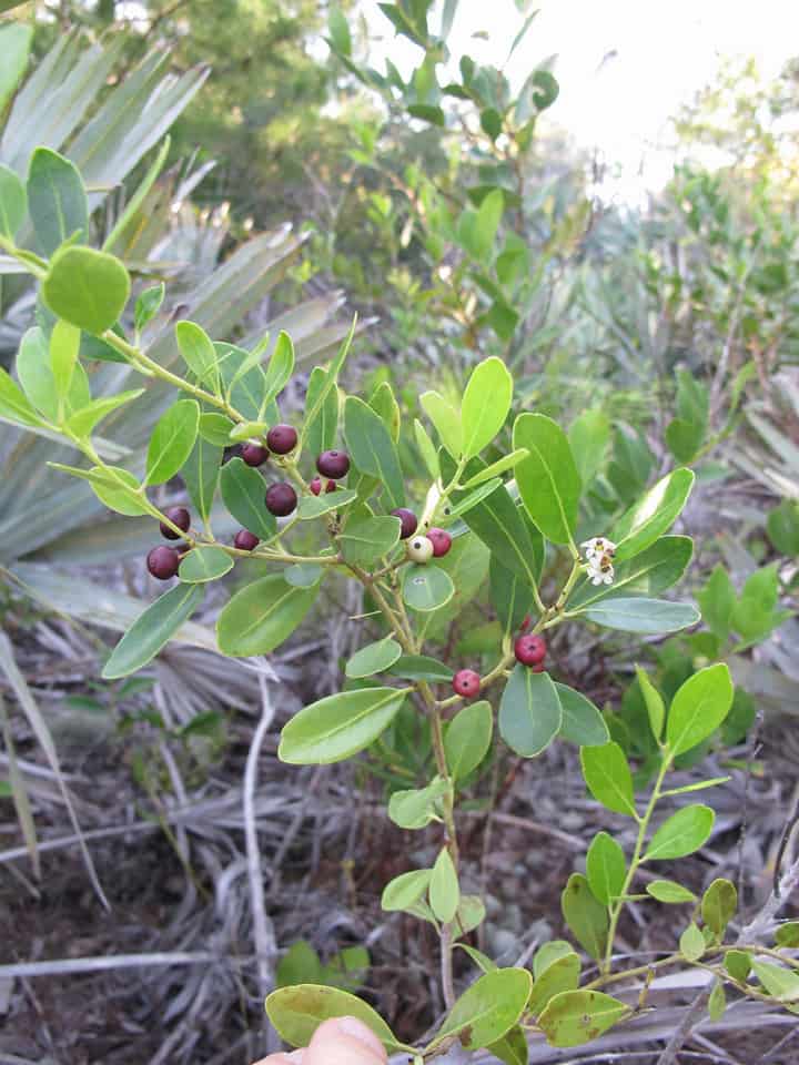 How to Grow Inkberry (Evergreen Winterberry) Shrubs - Gardening Channel