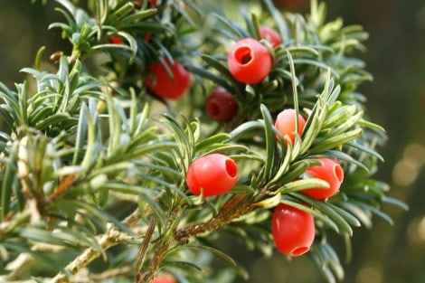 How to Grow Japanese Yew Shrubs