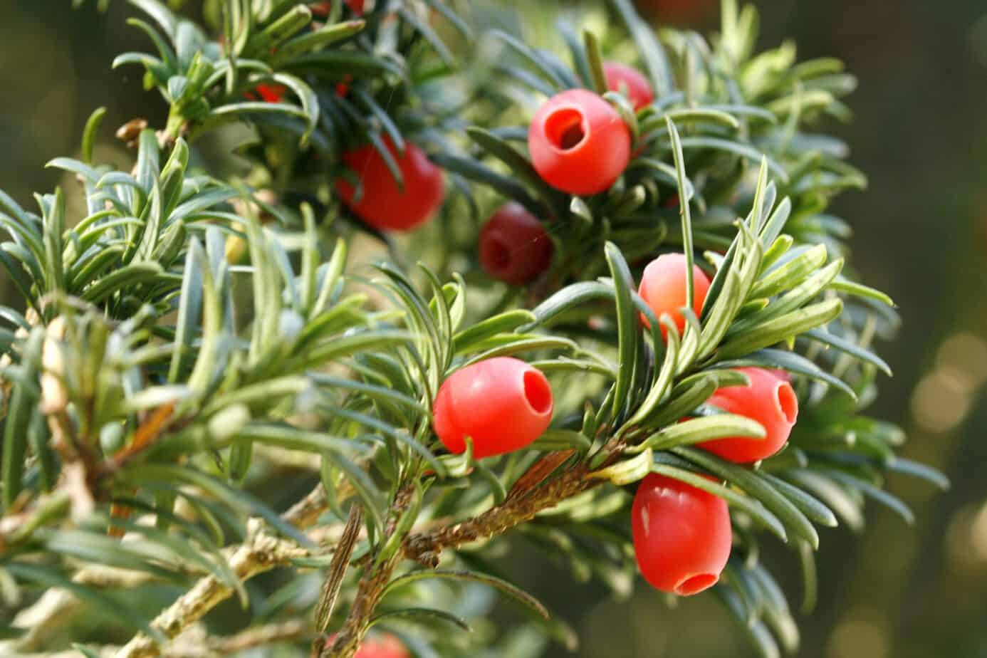 How to Grow Japanese Yew Shrubs Gardening Channel