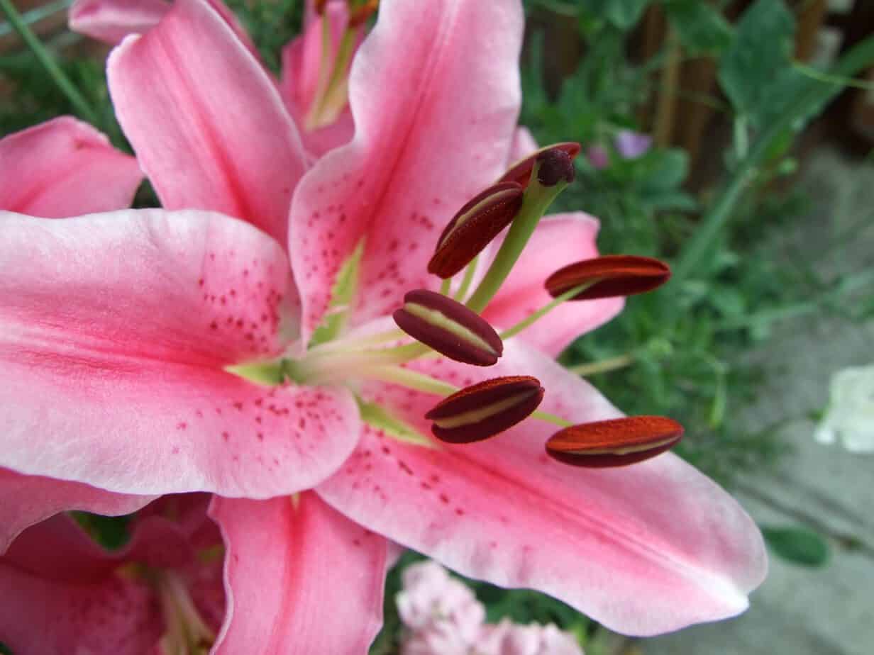 How to Grow Lilies Gardening Channel