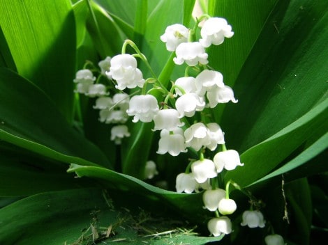 How to Grow Lily of the Valley Flowers