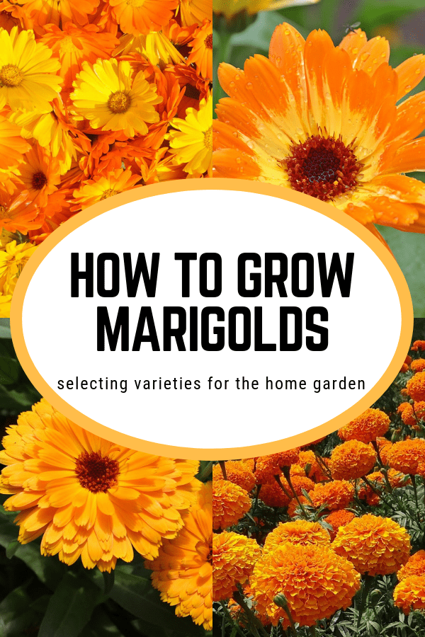 How To Grow Marigolds - Gardening Channel