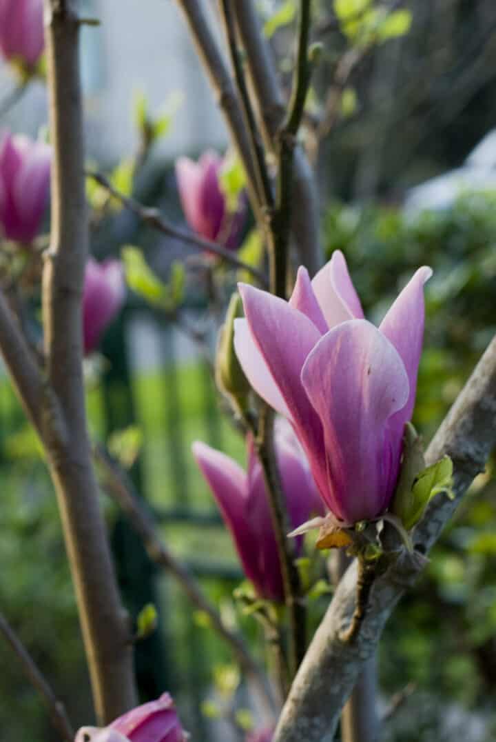 How to Grow Magnolia Trees - Gardening Channel