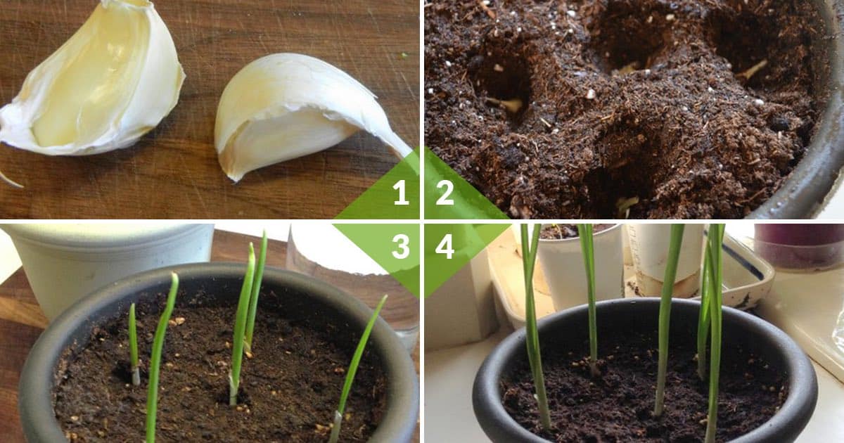 7 fruits and vegetables that can be regrown from scraps Gardening