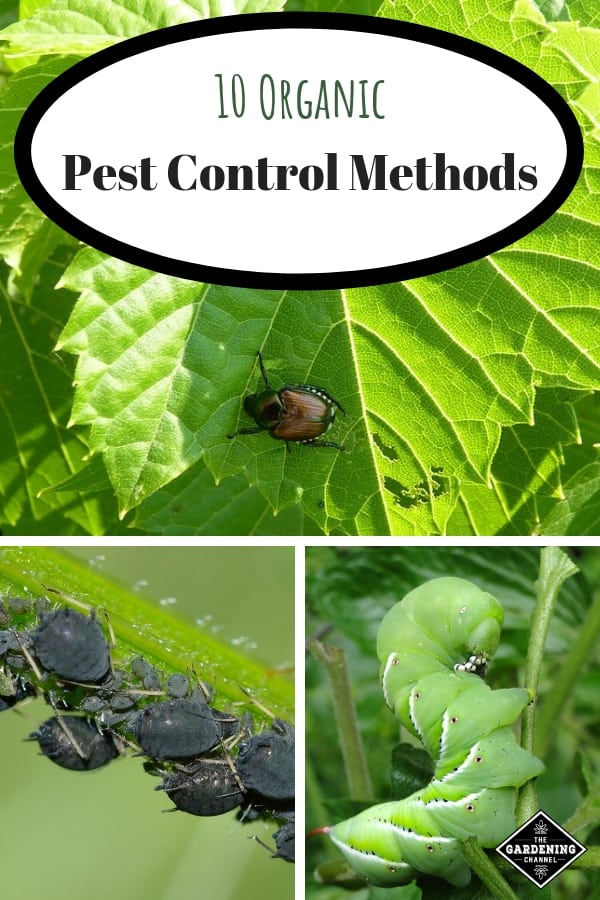 10 Organic Pest Control Methods - Gardening Channel