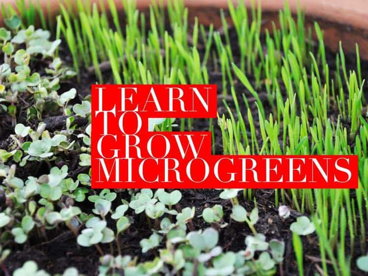 How To Grow Microgreens: A Beginner's 101 Guide - Gardening Channel