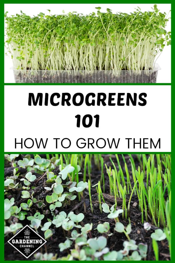 How To Grow Microgreens: A Beginner's 101 Guide - Gardening Channel