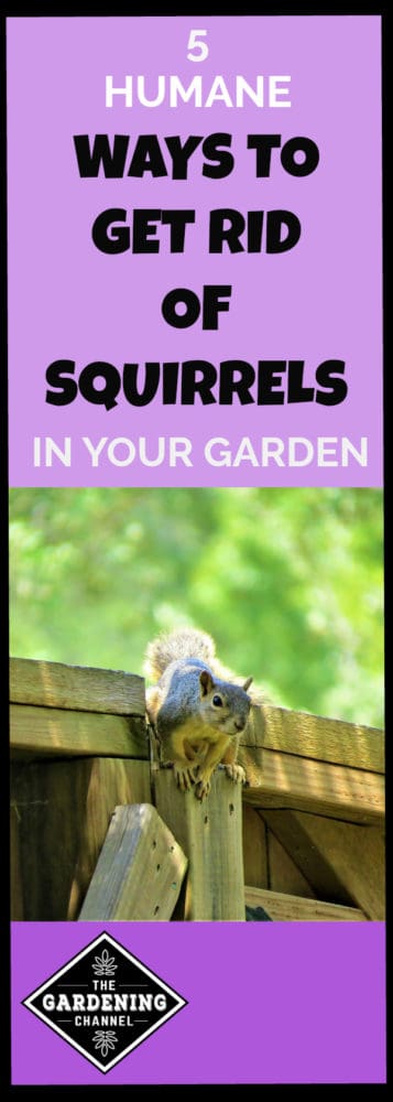 5 Humane Ways To Get Rid Of Squirrels In Your Garden - Gardening Channel