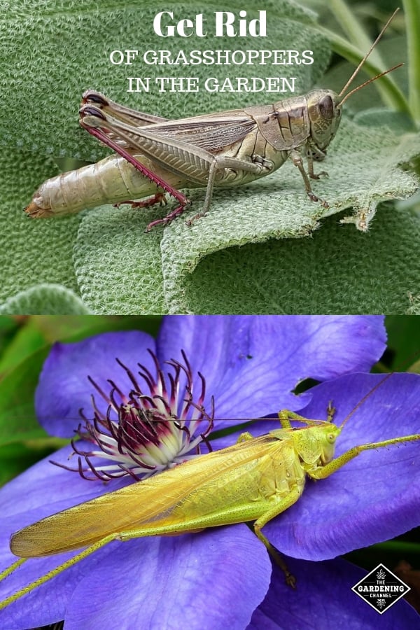 How To Get Rid Of Grasshoppers In The Garden - Gardening Channel