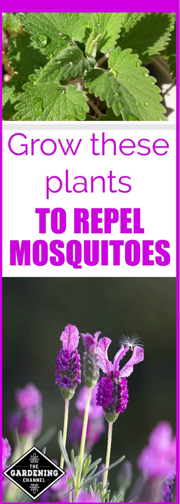 Plants to repel mosquitoes