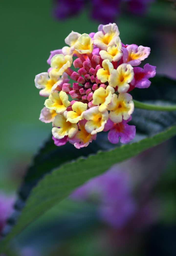 How to Grow Lantana Gardening Channel