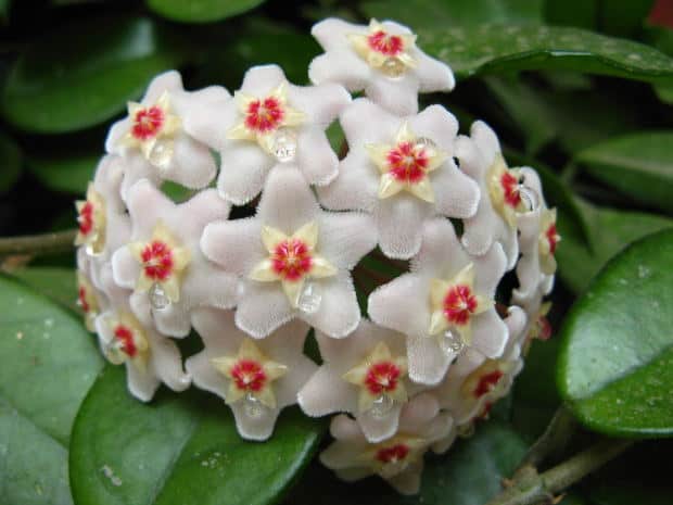 How to Grow Hoya (Wax Plant) - Gardening Channel